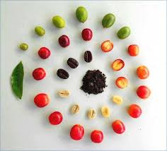 The bean vs The fruit